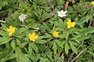 Buschwindröschen (Anemone nemorosa) und Gelbe Windröschen (Anemone ranunculoides)