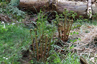 Breitblättriger Dornfarn (Dryopteris dilatata)