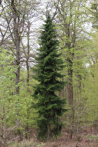 Schwarz-Fichte (Picea mariana)
