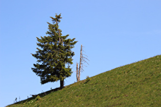Zoom auf die Gemeine Fichte (Picea abies)