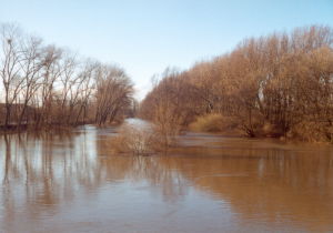 "Wasserpflanzen" in der Leine