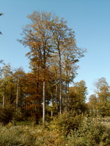 im Bereich der Großen Blöße herbstlicher Laubwald …