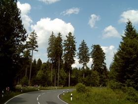 Fichtenmischwald im Bereich der Großen Blöße