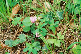 Europäisches Alpenveilchen (Cyclamen purpurascens)