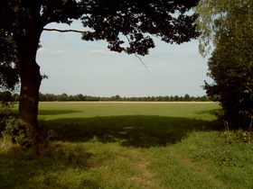 Blick auf Rundshorn, ein Waldgebiet