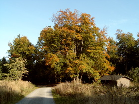 herbstlicher Laubwald an der Laube