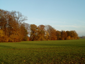 Spätherbst im Laubwald