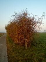 Feldmark mit Hecke auf dem Weg von Ditterke nach Lenthe