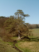 eine alte Kiefer oberhalb von Dassel