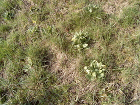 Echte Schlüsselblume (Primula veris)