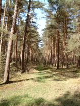 standorttypischer Kiefernwald