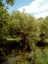 an der Alme …