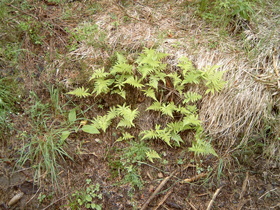 Buchenfarn (Phegopteris connectilis)