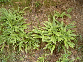 Gewöhnlicher Rippenfarn (Blechnum spicant)