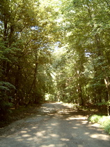 Laubwald, dominant auf dem Benther Berg, …