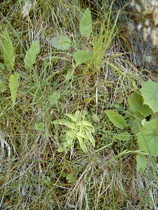 Alpen-Fettkraut (Pinguicula alpina), eine Carnivorie