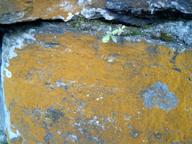 Flechten auf einem Stein