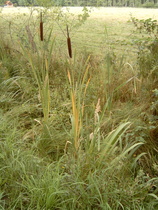 Breitblättriger Rohrkolben (Typha latifolia)