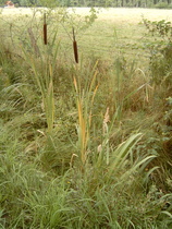 Breitblättriger Rohrkolben (Typha latifolia)