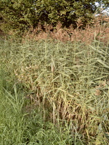 Reet / Schilfrohr (Phragmites australis)