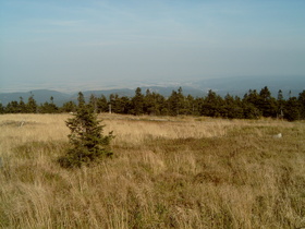 an der Baumgrenze, Blick nach Wernigerode