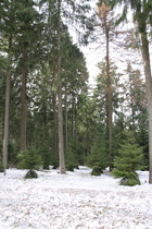 spätwinterlicher Fichtenwald ziemlich weit oben