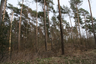 eine Bodenwelle zwischen Steyerberg und Deblinghausen