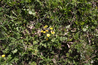 Huflattich (Tussilago farfara)