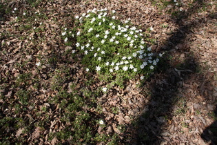 … Buschwindröschen (Anemone nemorosa)