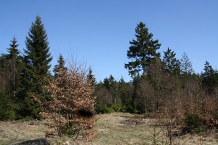 Fichtenmischwald im Bereich der Großen Blöße