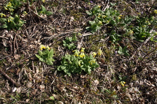 … Echte Schlüsselblume (Primula veris)… 