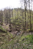 ein Bach am Bierweg, Oberlauf