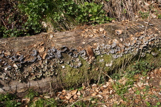 Zoom auf die Schmetterlingstramete (Trametes versicolor)