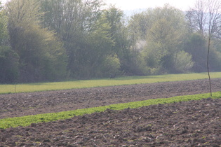 Zoom auf ein Reh (Capreolus capreolus) in der Feldmark bei Leveste