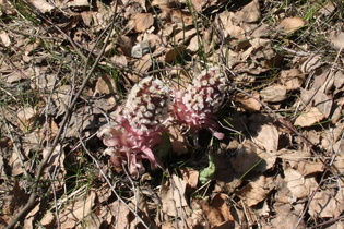 … Gewöhnliche Pestwurz (Petasites hybridus)