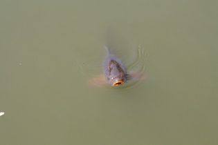 Schloss Hämelschenburg: im Schlossteich ein neugieriger Karpfen (Cyprinus carpio)