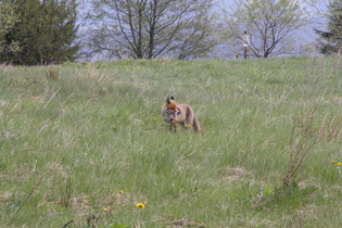 kein Hund ohne Leine, sondern ein Rotfuchs (Vulpes vulpes), …