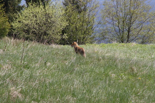 … und dann doch Richtung Wald schnürt