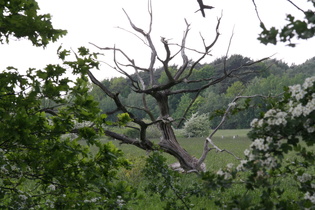 ein toter Baum