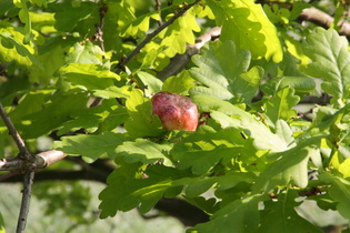 … verursacht durch die Schwammgallwespe (Biorhiza pallida)