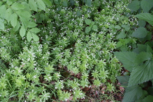 Waldmeister (Galium odoratum)