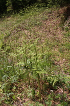 Adlerfarn (Pteridium aquilinum)