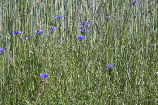 … Kornblumen (Centaurea cyanus) am Rand