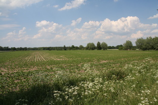 Blick nach Norden vom Klutweg aus