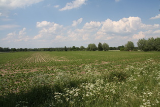 Blick nach Norden vom Klutweg aus