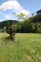 dieser Baum gibt nicht auf