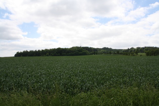 Blick nach Westen auf den Hohen Hagen von der L559 oberhalb Jühnde