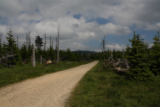 der Goetheweg auf dem Quitschenberg — auf dem Weg zum Brocken