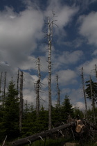 Totholz und junger Wald auf dem Quitschenberg