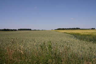 Norddeutsche Agrarsteppe: Blick nach Osten zwischen Wenden und Nöpke